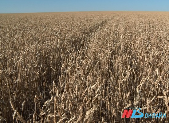 В Волгоградской области собрали первый миллион тонн зерна